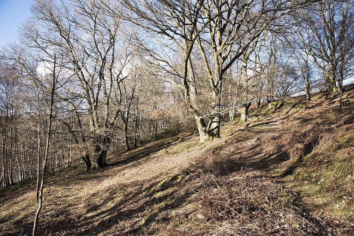 Photograph accompanying Aughton Woods: visitor information